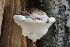 Heterobasidion annosum