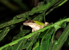 Chalcorana megalonesa