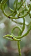 Acacia leiocalyx