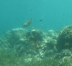 Lutjanus carponotatus