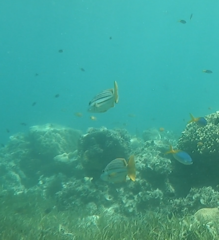 Lutjanus carponotatus