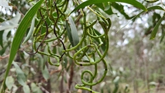 Acacia leiocalyx