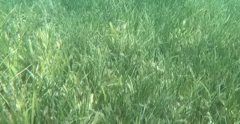 Zosteraceae