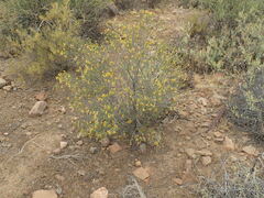 Lasiosiphon deserticola