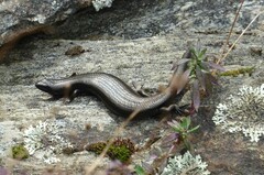 Oligosoma polychroma