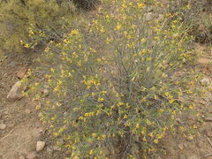 Lasiosiphon deserticola