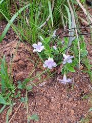 Ruellia cordata
