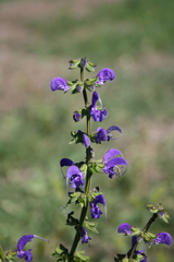 Salvia pratensis