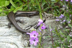 Oligosoma polychroma