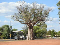 Adansonia gregorii