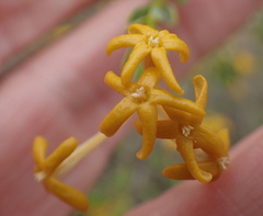 Lasiosiphon deserticola