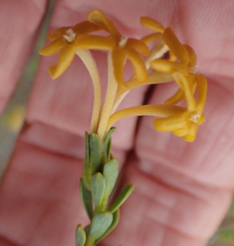 Image of Lasiosiphon deserticola by no rights reserved