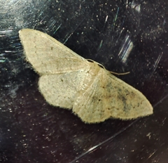 Idaea eugeniata