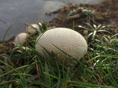 Lycoperdon lividum