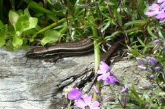 Oligosoma polychroma