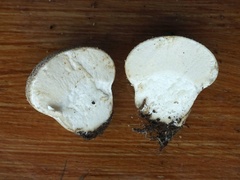 Lycoperdon lividum