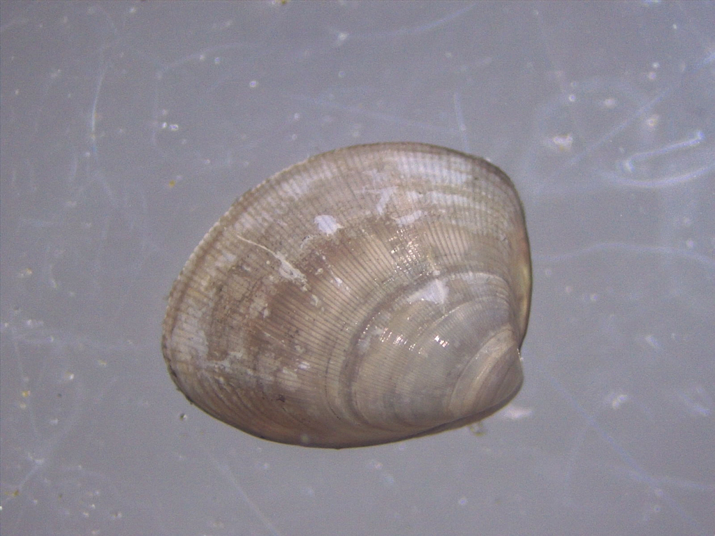 Shinning Shell Shining Nut-shell from AB01 on October 4, 2022 at 09:21 AM by Laura ...