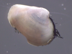 Varicorbula gibba