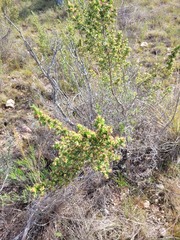 Cliffortia ruscifolia