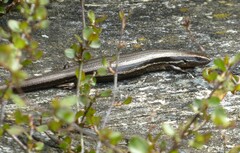 Oligosoma polychroma