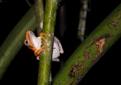 Polypedates otilophus