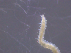 Pygospio elegans image