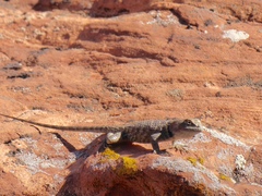 Sceloporus uniformis