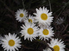 Argentipallium