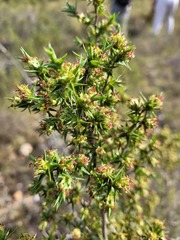 Cliffortia ruscifolia