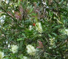 Myzomela sanguinolenta