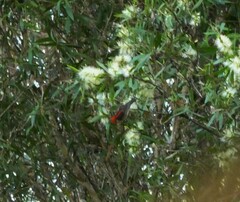 Myzomela sanguinolenta