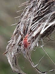 Trombidiformes