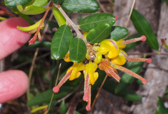 Grevillea chrysophaea