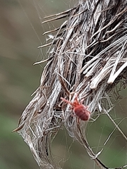 Trombidiformes