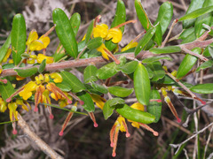 Grevillea chrysophaea