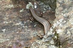 Oligosoma polychroma