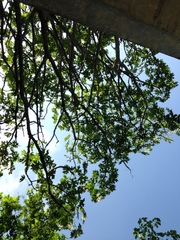 Cnidoscolus megacanthus