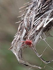 Trombidiformes