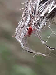 Trombidiformes