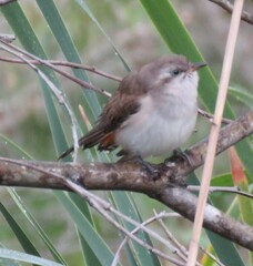 Chrysococcyx basalis