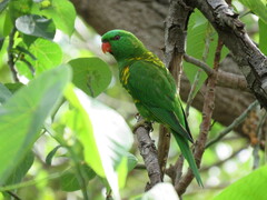 Trichoglossus chlorolepidotus