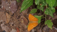 Cirrochroa tyche mithila