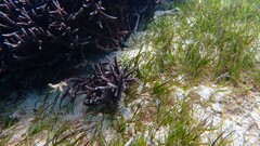 Zostera capricorni