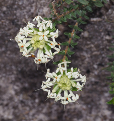 Pimelea