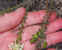 Pimelea