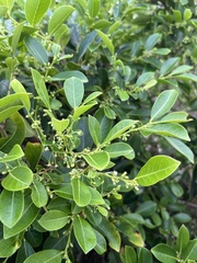 Glochidion rubrum