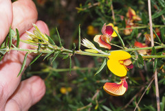 Pultenaea