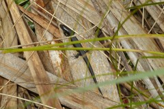 Oligosoma polychroma