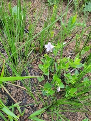 Ruellia cordata
