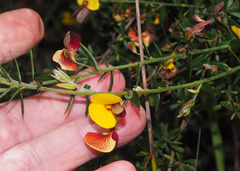 Pultenaea